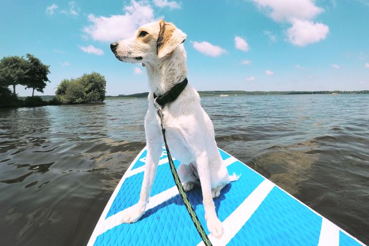 White dog sitting on paddleboard on the water