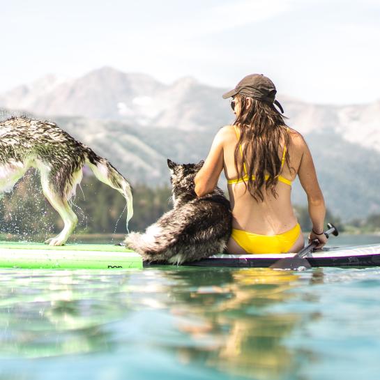 Paddleboarder and two dogs on paddleboard on water, dog to the left shaking water off