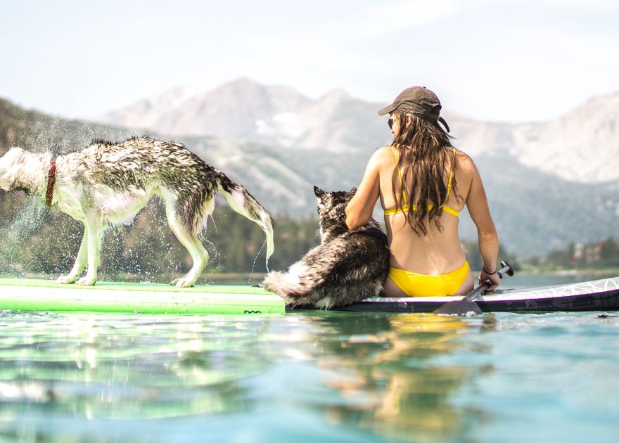 Paddleboarder and two dogs on paddleboard on water, dog to the left shaking water off