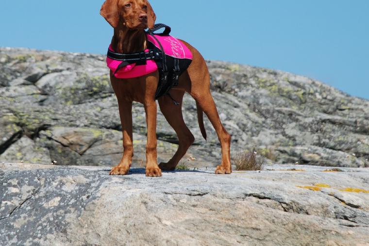 Dog wearing pink life jacket